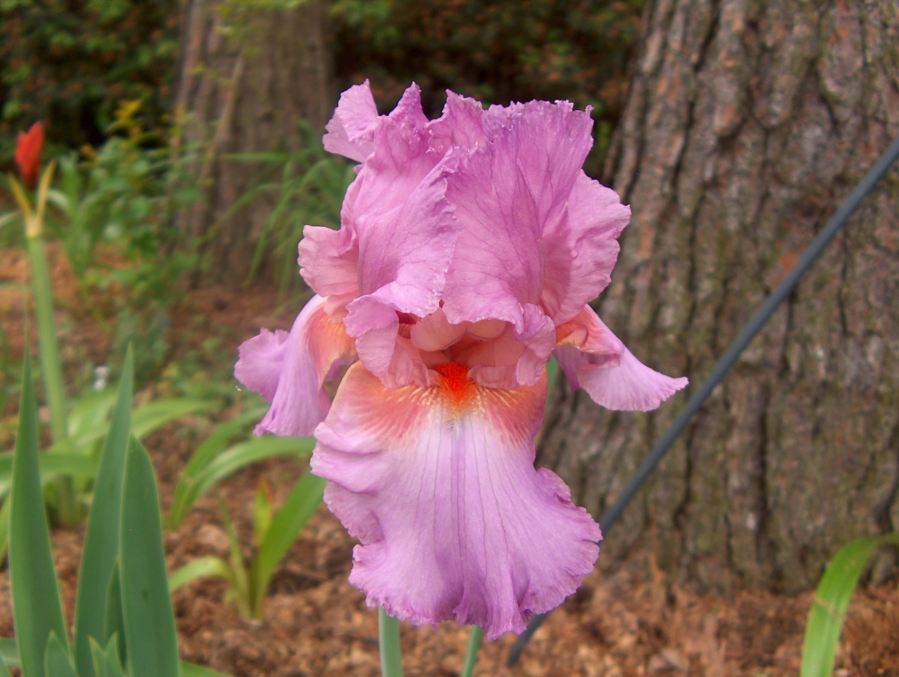 Online Plant Guide Iris x germanica / Bearded Iris